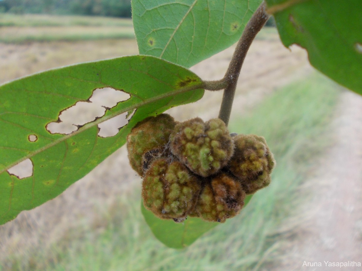 Uvaria sphenocarpa Hook.f. & Thomson